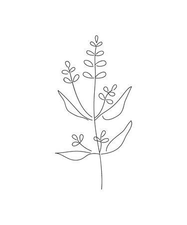 Vector illustration of sage with flower isolated on white background.のイラスト素材