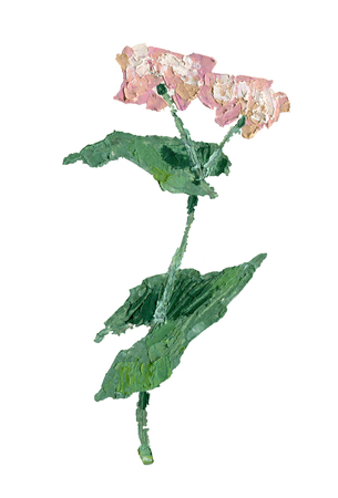 Fagopyrum esculentum plant oil painting illustration. Brunch with flowers and leaves isolated on white background.の写真素材