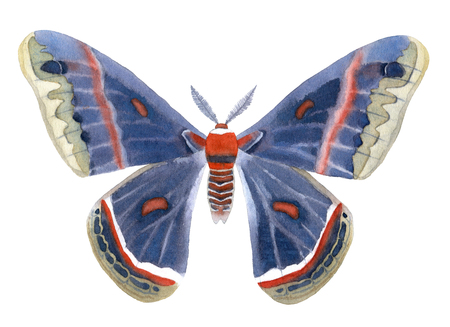 Hyalophora cecropia watercolor illustartion isolated on white backgroundの写真素材