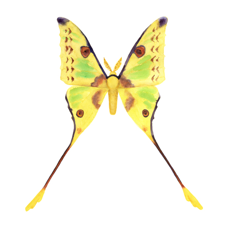 Comet moth watercolor illustration isolated on white background. Maleの写真素材