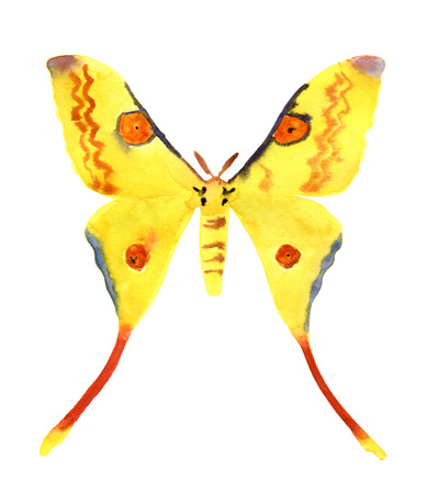 Watercolor Comet moth illustration isolated on white background. Femaleの写真素材