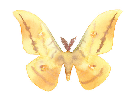 Japanese Silk moth, Antheraea yamamai, watercolor illustration isolated on white.の写真素材