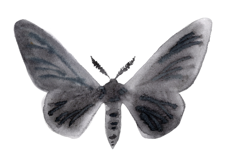 Biston betularia melanic form. Moths in the family Geometridae watercolor illustrationの写真素材