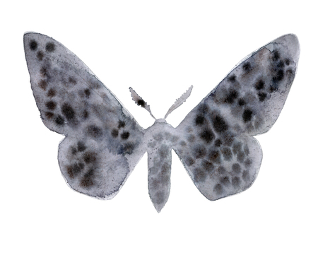 Biston betularia melanic form. Moths in the family Geometridae watercolor illustrationの写真素材