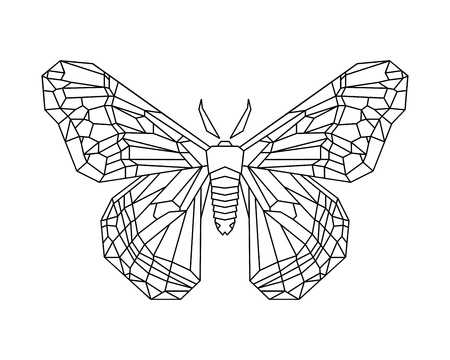Hyalophora cecropia, cecropia moth stylized vector illustartionのイラスト素材