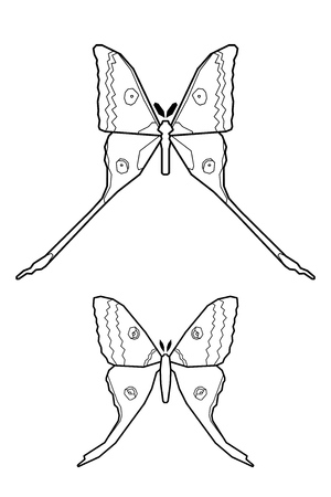 moth vector isolated on white background. Male and female. Set of iconのイラスト素材