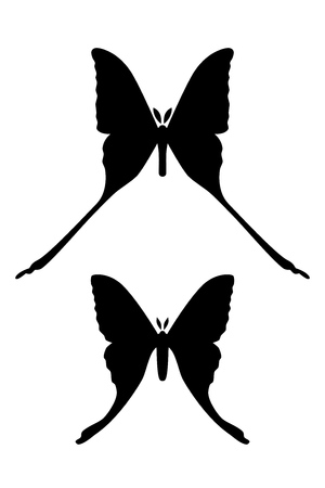 Comet moth vector isolated on white background. Male and female. Set of iconのイラスト素材