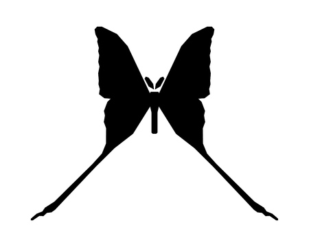 Comet moth vector icon isolated on white background. Maleのイラスト素材