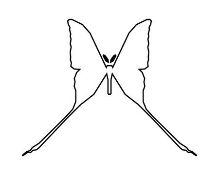 Comet moth vector icon isolated on white background. Maleのイラスト素材