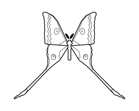 Comet moth vector icon isolated on white background. Maleのイラスト素材