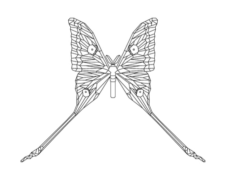 Comet moth vector illustration isolated on white background. Maleのイラスト素材