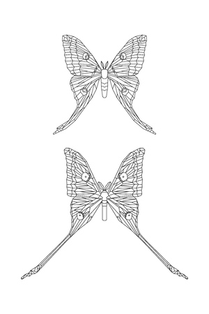 Comet moth vector isolated on white background. Male and female. Set of illustrationのイラスト素材