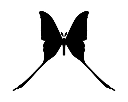 Comet moth vector icon isolated on white background. Maleのイラスト素材