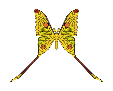 Comet moth vector stylized illustration isolated on white background. Maleのイラスト素材