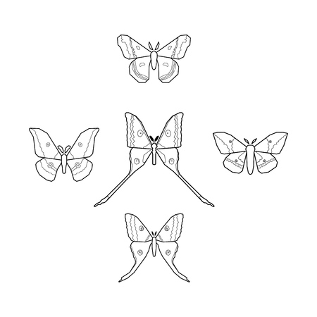 Set of icons of various moth isolated on white backgroundのイラスト素材