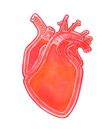 Watercolor realistic heart isolated on white backgroundの写真素材