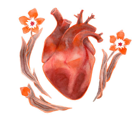 Watercolor realistic human heart with flowers isolated on white backgroundの写真素材