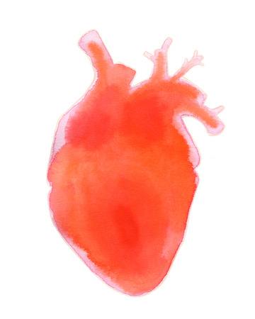 Watercolor realistic heart isolated on white backgroundの写真素材