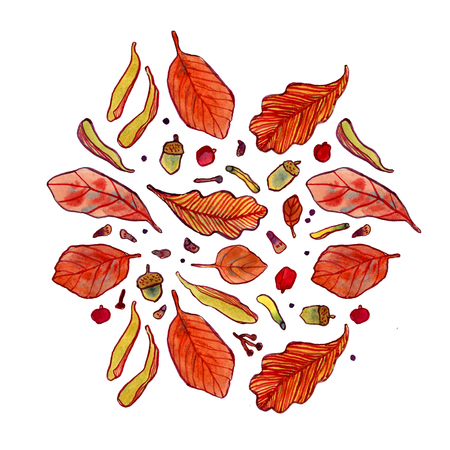 Watercolor autumn leaves, acorns, berries and tree seeds, fall backgroundの写真素材