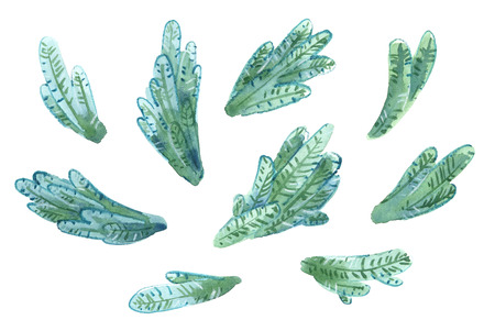 Spruce watercolor brunches set isolated on white, Christmas backgroundの写真素材