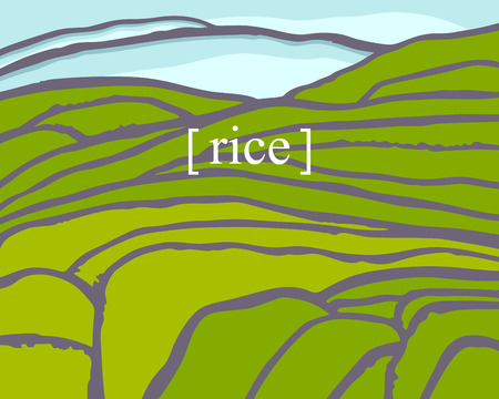 Rice fields. Plantation on cascades field. Rice titleのイラスト素材