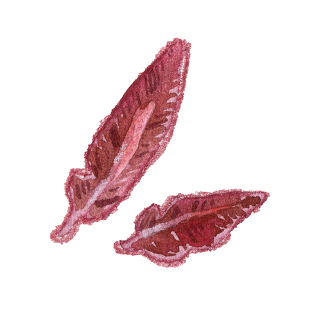 Dark red watercolor feathers whiteの写真素材