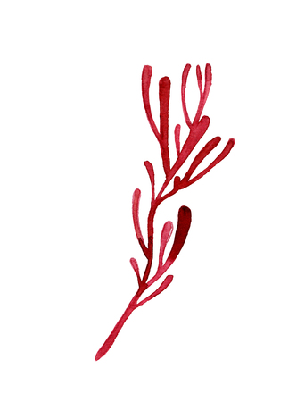 Simple watercolor dark red stem isolated on whiteの写真素材