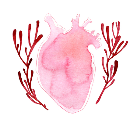 Watercolor realistic shape human heart with stems isolated on whiteの写真素材