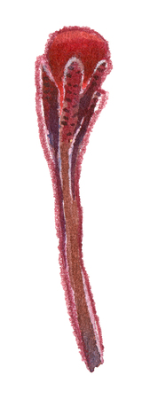 Watercolor colorful magic wand with red orb illustration isolated on whiteの写真素材