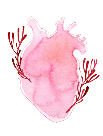 Watercolor realistic shape human heart with stems isolated on whiteの写真素材