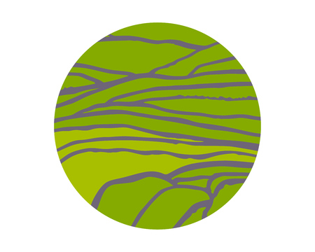 Rice or tea plantation on cascades field, vector illustration, top viewのイラスト素材