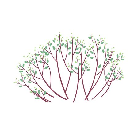 Spring bush with light green buds isolated on white backgroundの写真素材