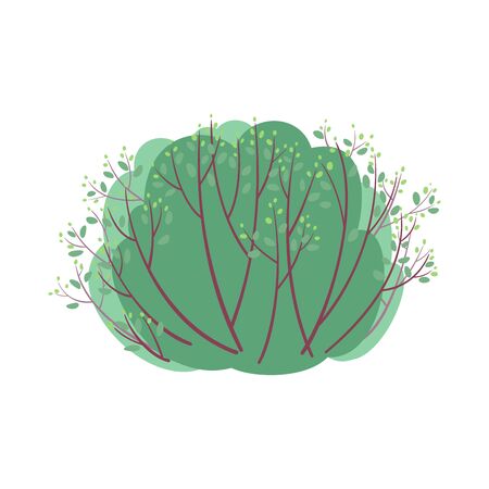 Spring bush with light green buds isolated on white backgroundの写真素材