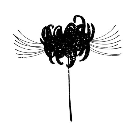 Hand drawn spider lily silhouette isolated on whitのイラスト素材