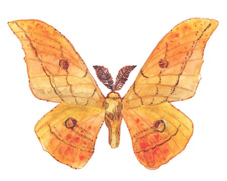 Japanese Silk moth - Antheraea yamamai, watercolor illustration isolated on white.の写真素材