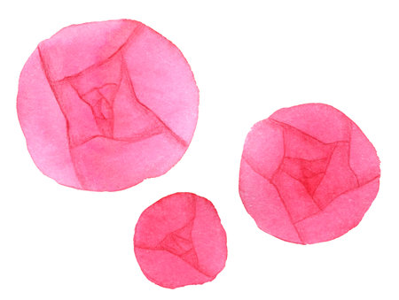 Pink roses, stilized illustration on whiteの写真素材