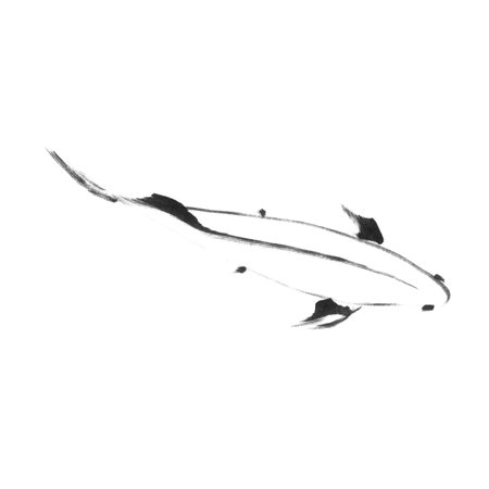 Sketch of japanese koi fish, top viewの写真素材