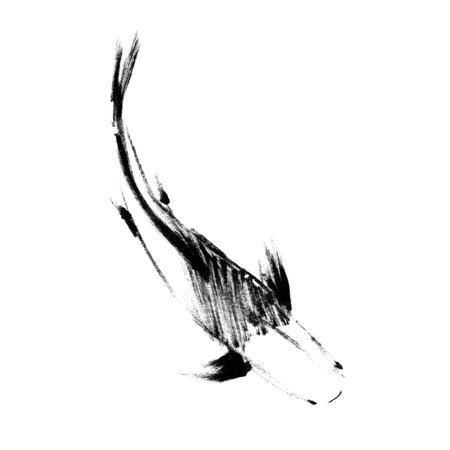 Sketch of japanese koi fish, top viewの写真素材