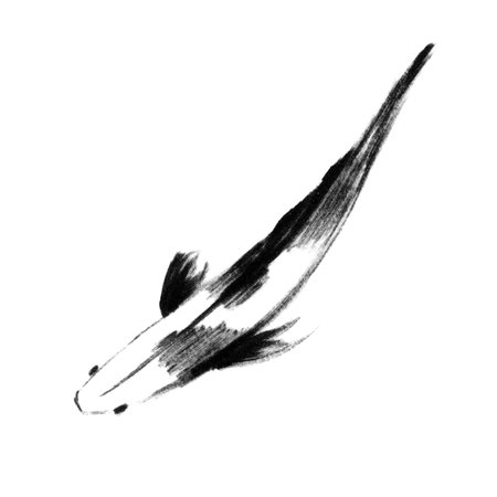 Sketch of japanese koi fish, top viewの写真素材