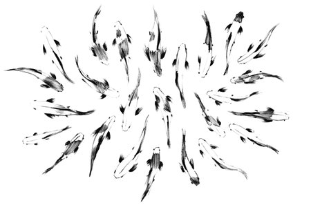 Sketch of japanese koi fishes, top view, setの写真素材