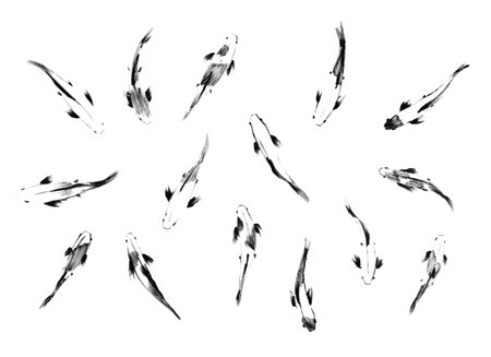 Sketch of japanese koi fishes, top view, setの写真素材