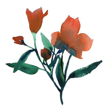 Isolated on white Alstroemeria flowers. Watercolor scetchの写真素材