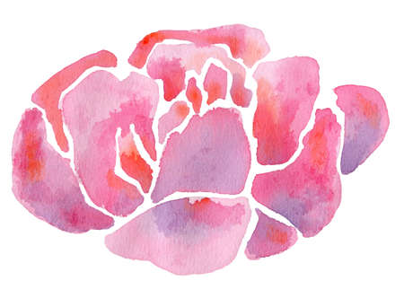 Bright decorative peony flower isolated on whiteの写真素材