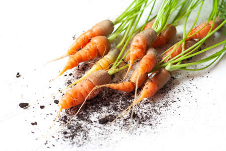 carrots with soil and green leaves on whiteの写真素材