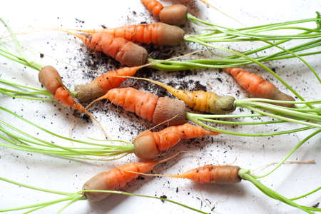 carrots with soil and green leaves on whiteの写真素材