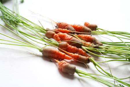 carrots with soil and green leaves on whiteの写真素材