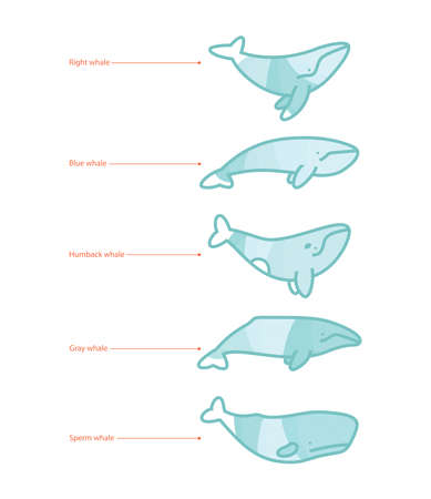 Set of whale species icons. illustration on whiteのイラスト素材