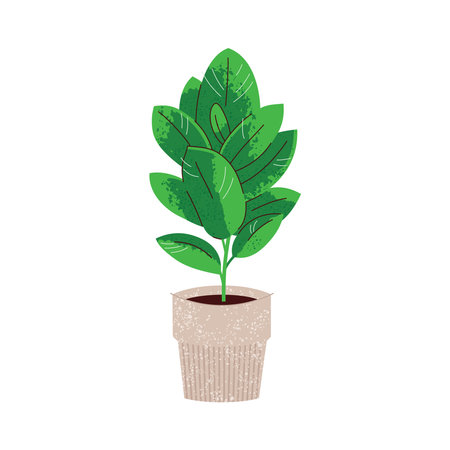 Ficus plant in pot on white, vector illustrationのイラスト素材