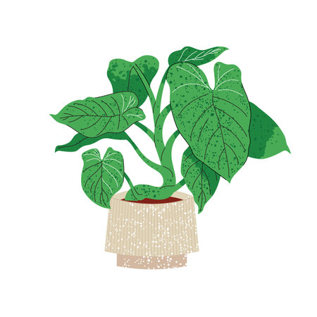 Illustration of Philodendron plant in pot on whiteのイラスト素材
