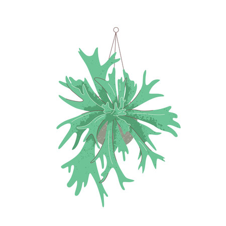Illustration of Platycerium plant in pot on whiteのイラスト素材